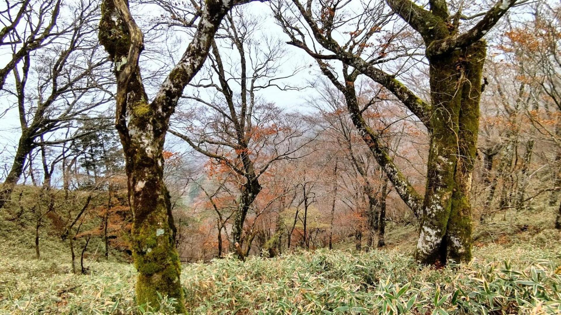 Cosmos Guesthouse Miyoshi  Buitenkant foto